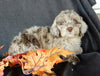 Mini F1B Labradoodle For Sale Millersburg OH Female-Bonnie