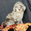 Mini F1B Labradoodle For Sale Millersburg OH Female-Bonnie