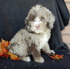 Mini F1B Labradoodle For Sale Millersburg OH Male-Bentley