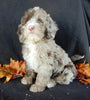 Mini F1B Labradoodle For Sale Millersburg OH Male-Bentley