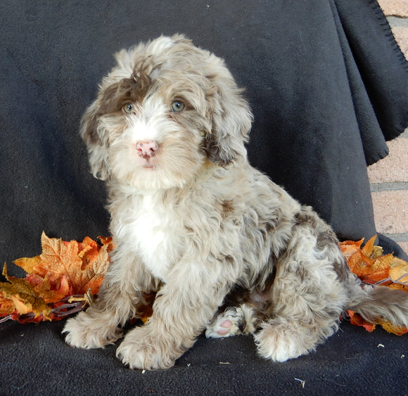 Mini F1B Labradoodle For Sale Millersburg OH Male-Bentley