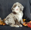 Mini F1B Labradoodle For Sale Millersburg OH Male-Bentley