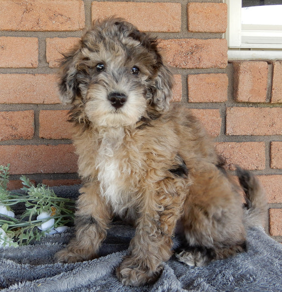 Maltipoo For Sale Millersburg OH Male-Carl