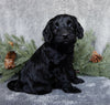 Medium F1B Labradoodle For Sale Millersburg OH Female-Bella