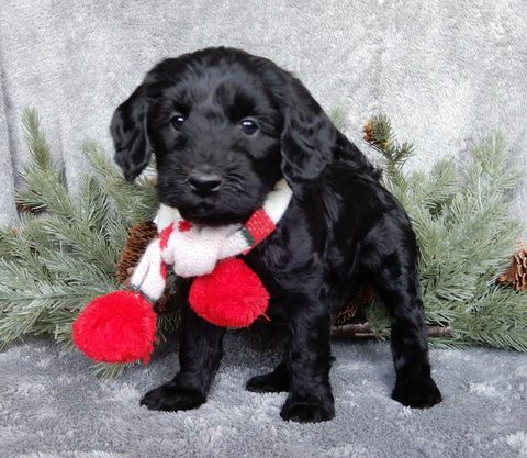 Medium F1B Labradoodle For Sale Millersburg OH Female-Bella