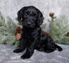 Medium F1B Labradoodle For Sale Millersburg OH Female-Bella