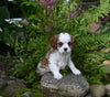 Cavalier KCS For Sale Millersburg OH Female-Rose