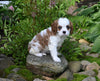 Cavalier KCS For Sale Millersburg OH Female-Rose