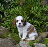 Cavalier KCS For Sale Millersburg OH Female-Rose