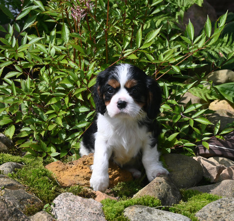 Cavalier KCS For Sale Millersburg OH Female-Daisy