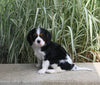 Cavalier KCS For Sale Millersburg OH Female-Daisy