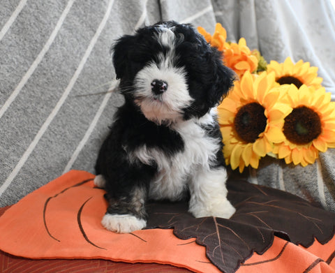 Mini Aussiedoodle For Sale Applecreek OH Male-Iddo