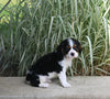 Cavalier KCS For Sale Millersburg OH Female-Daisy