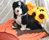 Mini Aussiedoodle For Sale Applecreek OH Male-Iddo