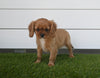 AKC Registered Cavalier For Sale Baltic OH Female-Angela
