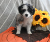 Mini Aussiedoodle For Sale Applecreek OH Female-Izzy