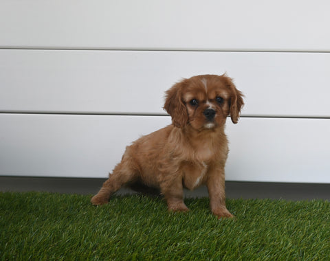 AKC Registered Cavalier For Sale Baltic OH Female-Ashley