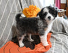 Mini Aussiedoodle For Sale Applecreek OH Female-Izzy