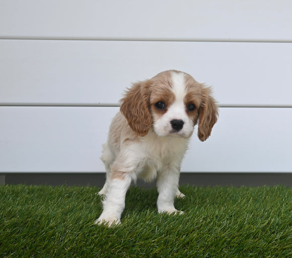 AKC Registered Cavalier For Sale Baltic OH Male-Alex