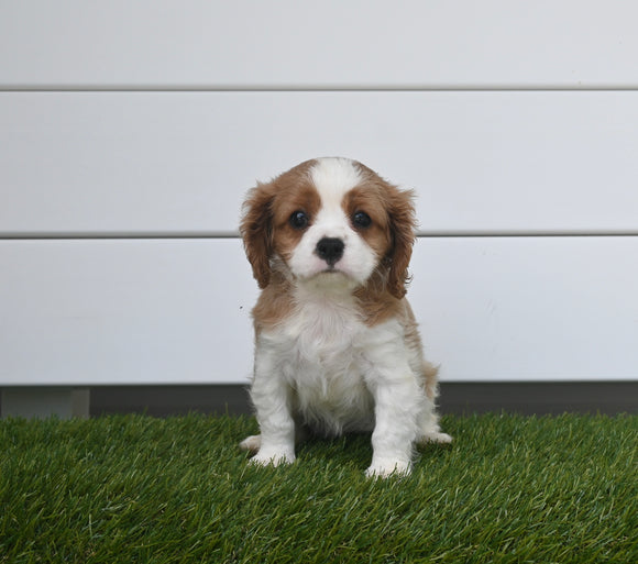 AKC Registered Cavalier For Sale Baltic OH Female-Tracy