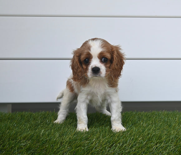 AKC Registered Cavalier For Sale Baltic OH Female-Twila