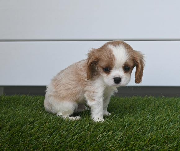AKC Registered Cavalier For Sale Baltic OH Male-Sammy