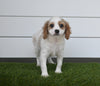 Cavapoo For Sale Baltic OH Female-Maggie