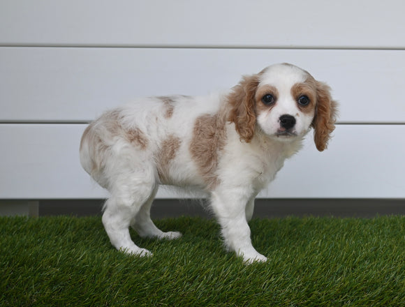 Cavapoo For Sale Baltic OH Female-Maggie