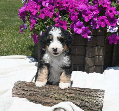 Mini Bernedoodle For Sale Millersburg OH Male-Bingo