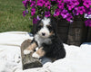 Mini Bernedoodle For Sale Millersburg OH Male-Bingo