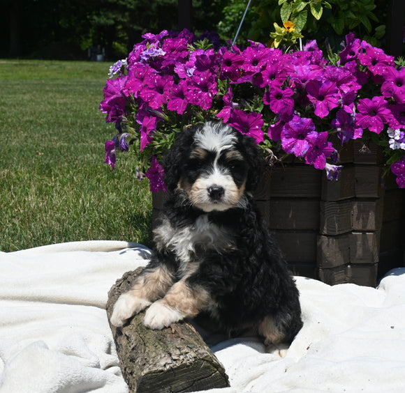 Mini Bernedoodle For Sale Millersburg OH Male-Rocky