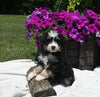 Mini Bernedoodle For Sale Millersburg OH Male-Rocky