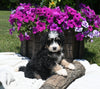 Mini Bernedoodle For Sale Millersburg OH Male-Rocky