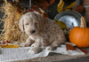 Mini Labradoodle For Sale Millersburg OH Male-Dusty