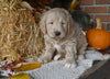Mini Labradoodle For Sale Millersburg OH Male-Dusty