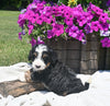 Mini Bernedoodle For Sale Millersburg OH Male-Leo