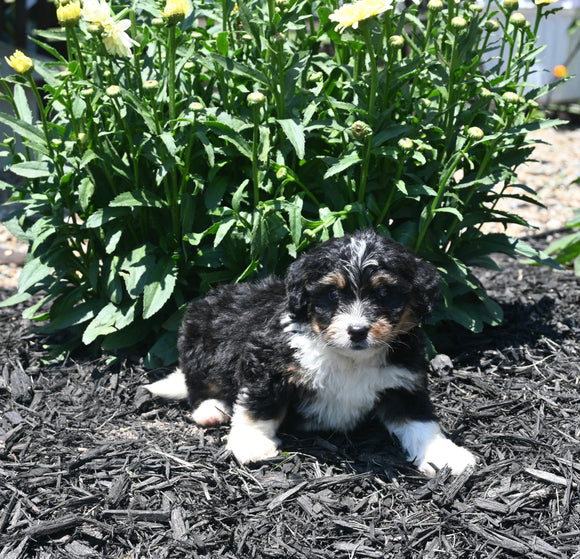 Mini Bernedoodle For Sale Millersburg OH Female-Lucy