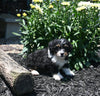 Mini Bernedoodle For Sale Millersburg OH Female-Lucy