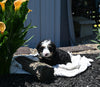 Mini Bernedoodle For Sale Millersburg OH Male-Cooper