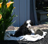 Mini Bernedoodle For Sale Millersburg OH Male-Cooper