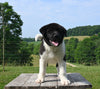 AKC Registered Akita For Sale Millersburg OH Male-Diego