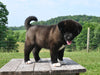 AKC Registered Akita For Sale Millersburg OH Female-Paris