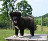 AKC Registered Akita For Sale Millersburg OH Female-Paris