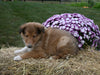 AKC Registered Collie Lassie For Sale Fredericksburg OH Male-Smokie