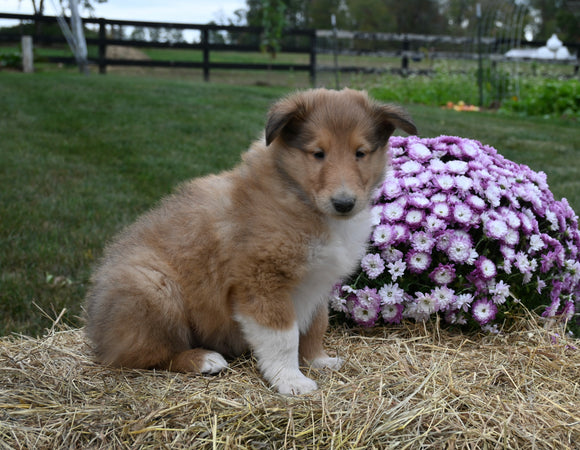 AKC Registered Collie Lassie For Sale Fredericksburg OH Male-Smokie