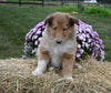 AKC Registered Collie Lassie For Sale Fredericksburg OH Male-Smokie