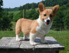 ACA Registered Welsh Corgi For Sale Millersburg OH Male-Wags