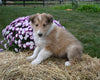 AKC Registered Collie Lassie For Sale Fredericksburg OH Male-Snickers