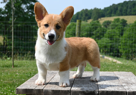 ACA Registered Welsh Corgi For Sale Millersburg OH Male-Wags