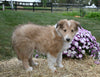 AKC Registered Collie Lassie For Sale Fredericksburg OH Male-Snickers